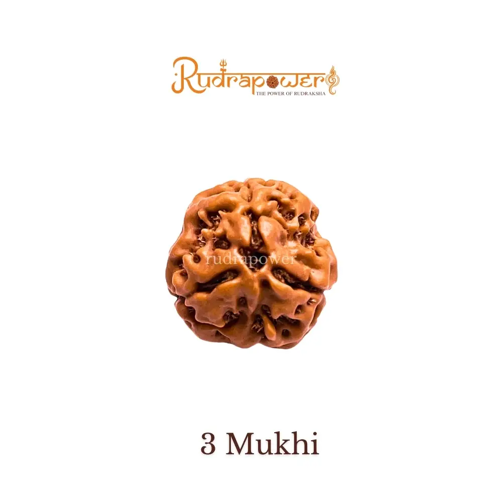 3 Mukhi Haridwar Rudraksha