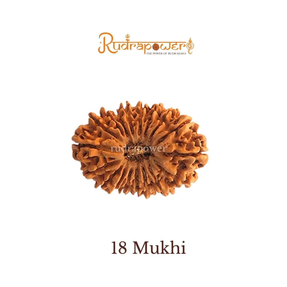18 Mukhi Rudraksha