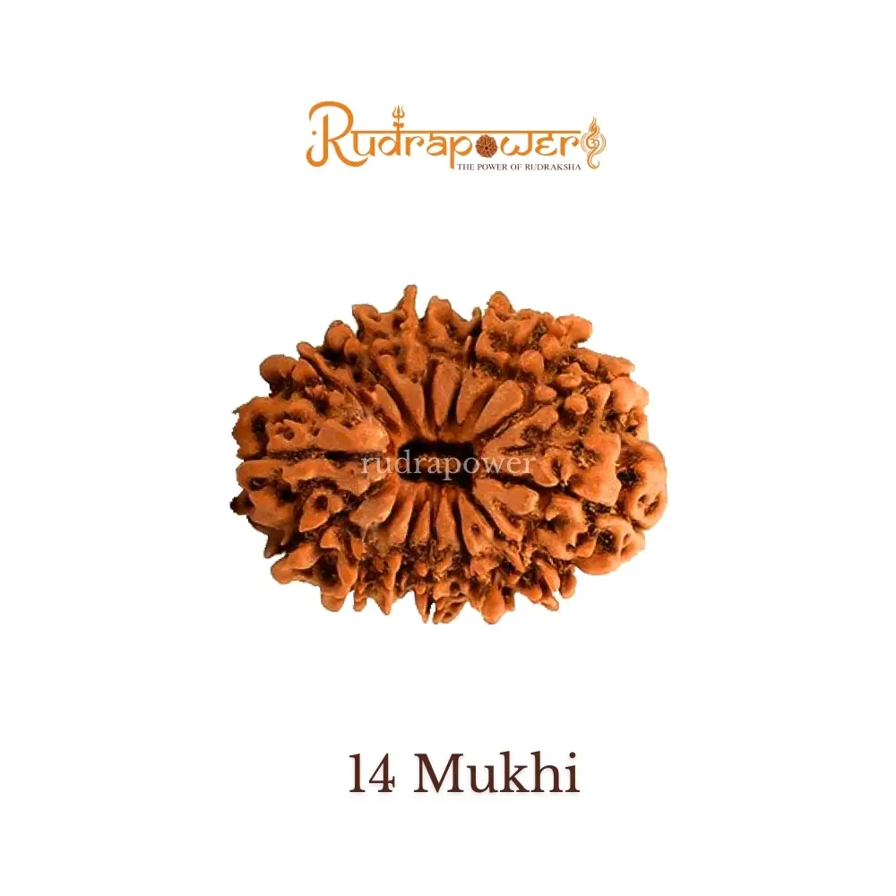 14 Mukhi Rudraksha