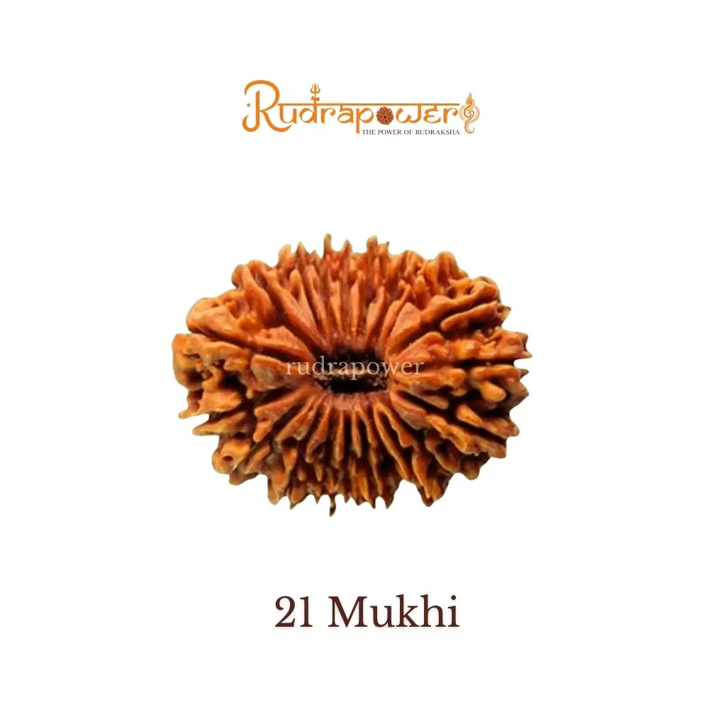 21 Mukhi Rudraksha