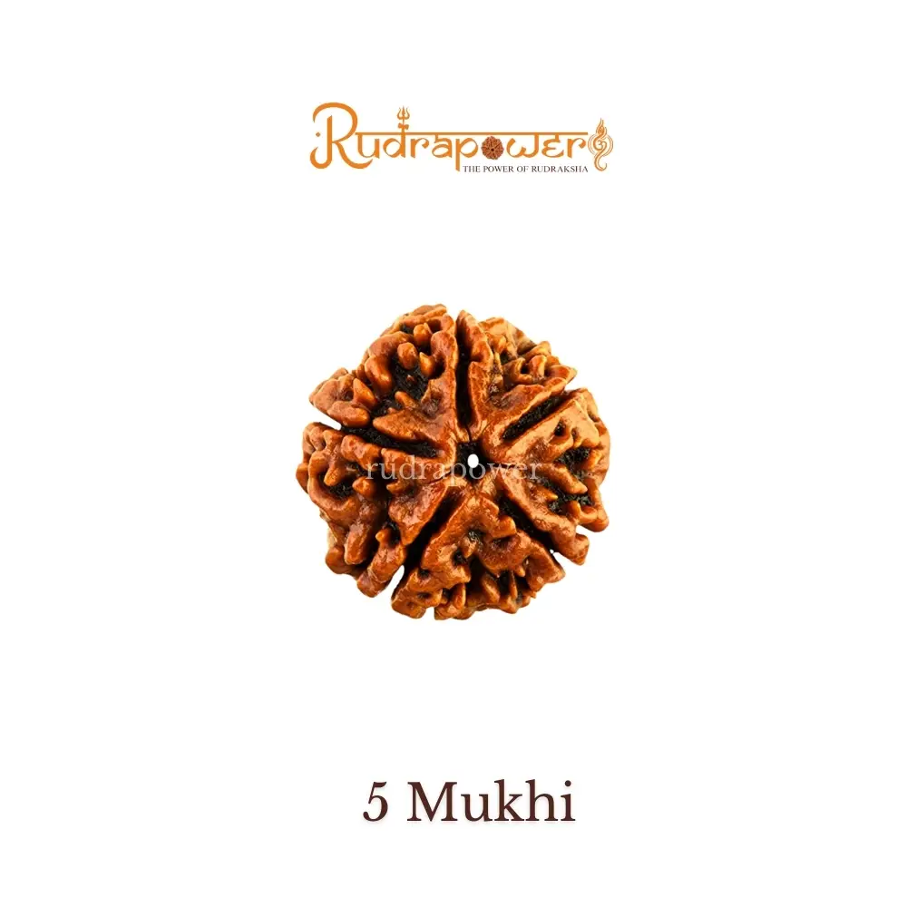 5 Mukhi Rudraksha