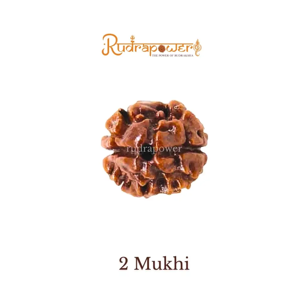 2 Mukhi Haridwar Rudraksha
