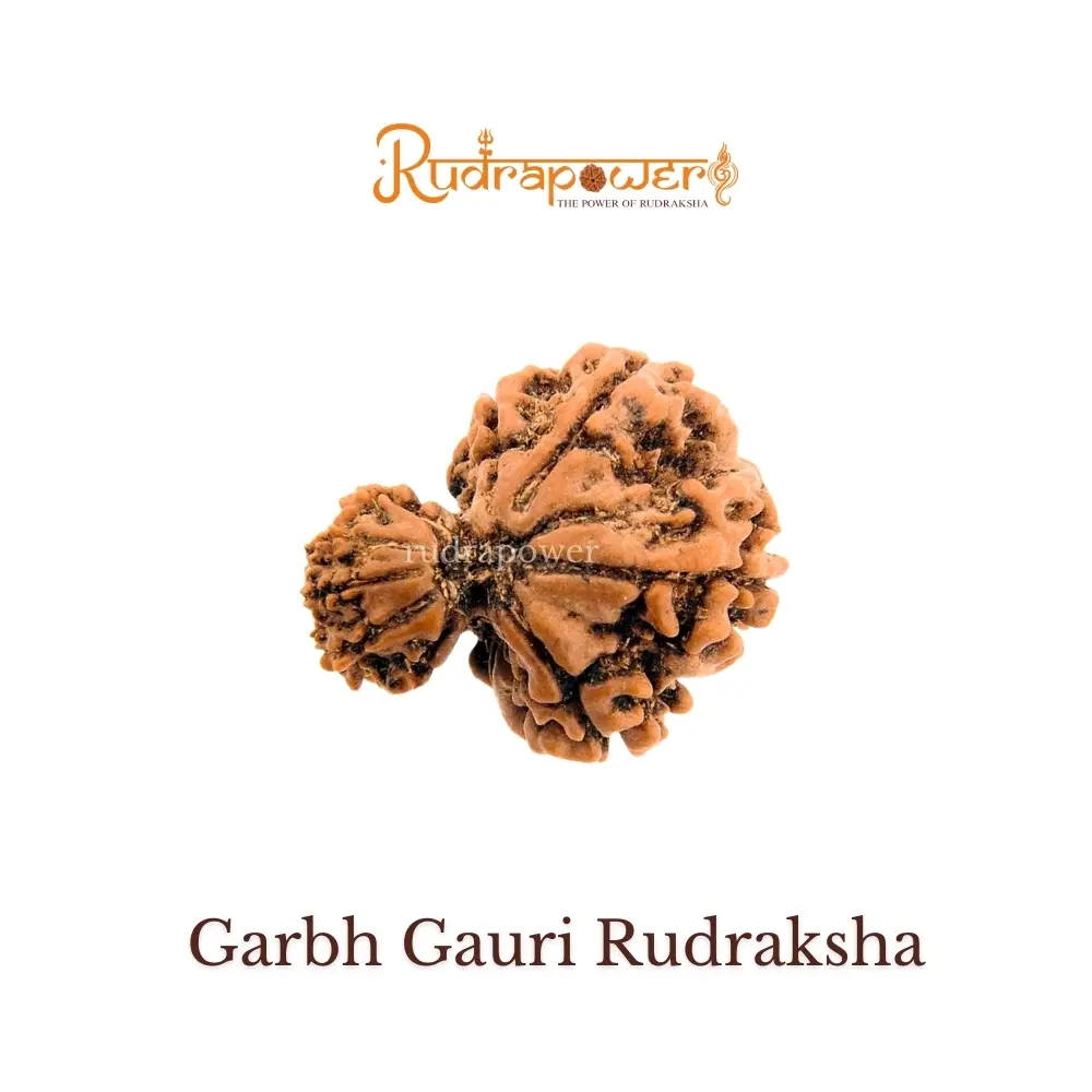 Garbh Gauri Rudraksha