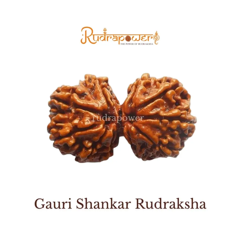Gauri Shankar Rudraksha