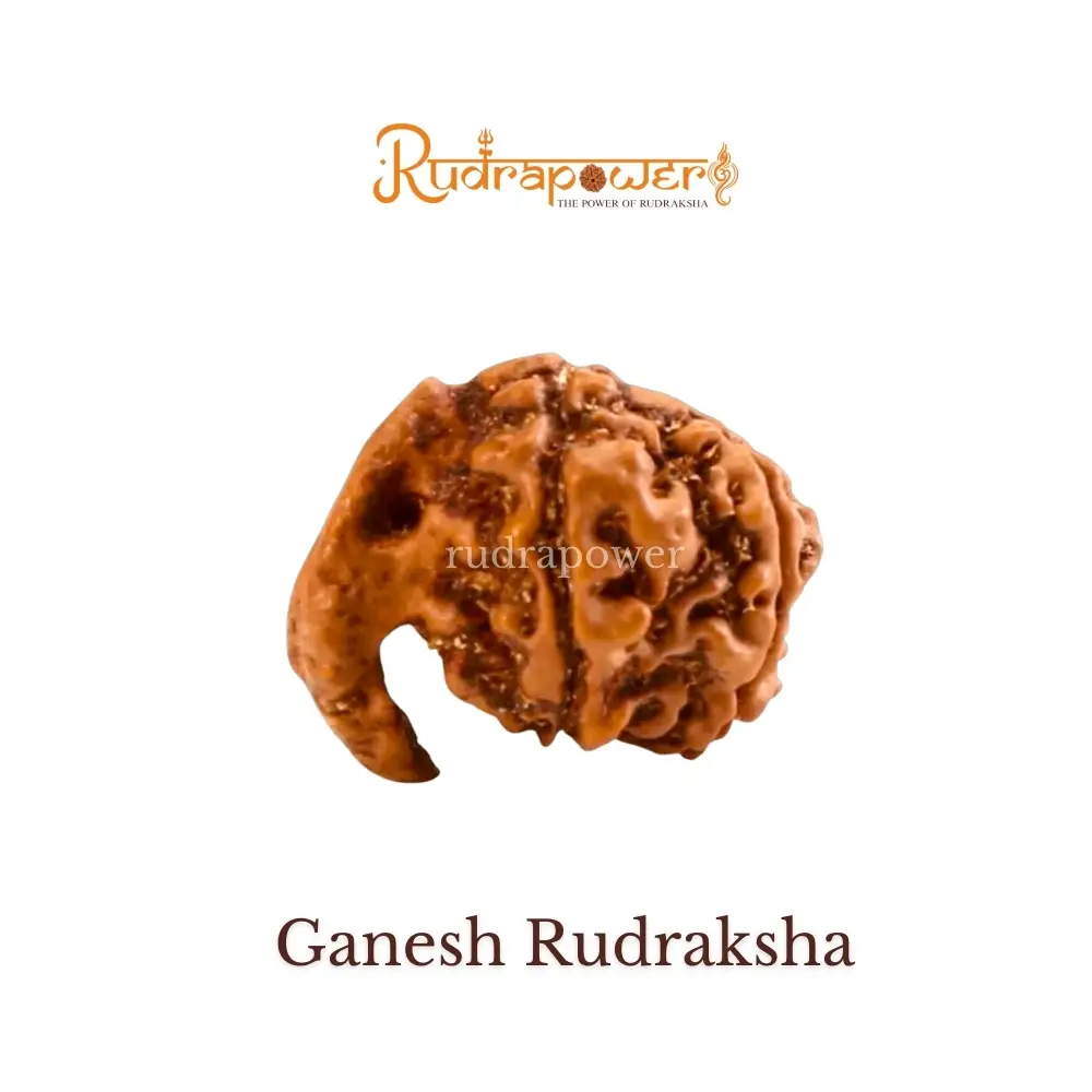 Ganesh Rudraksha