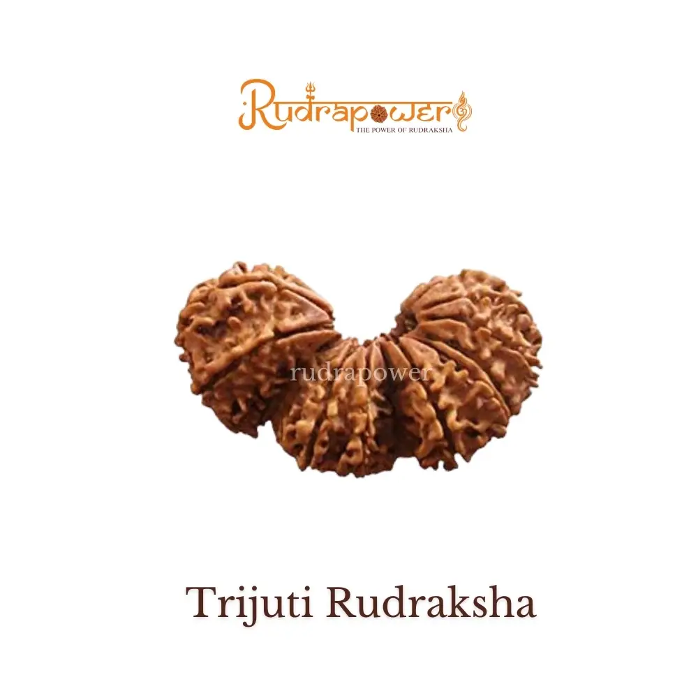 Trijuli Rudraksha