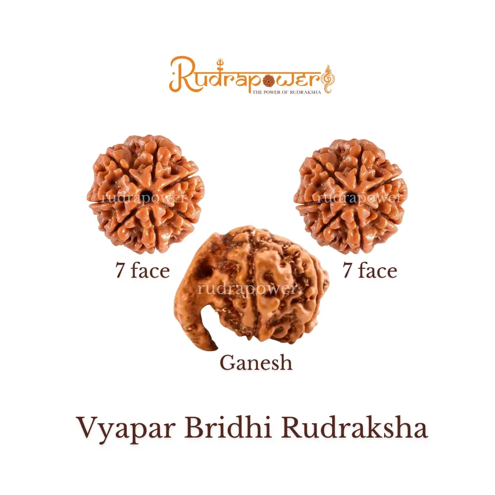 Vyapar Bridhi Rudraksha