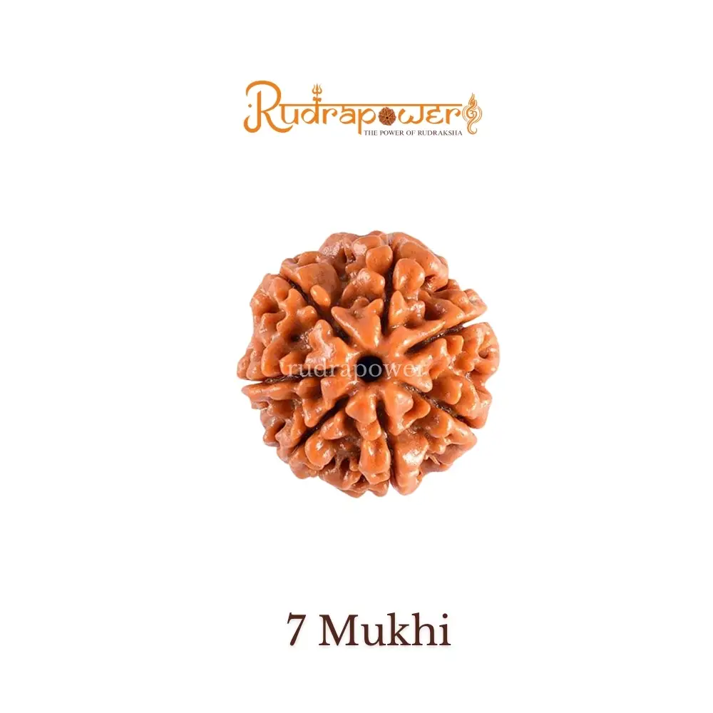 7 Mukhi Rudraksha