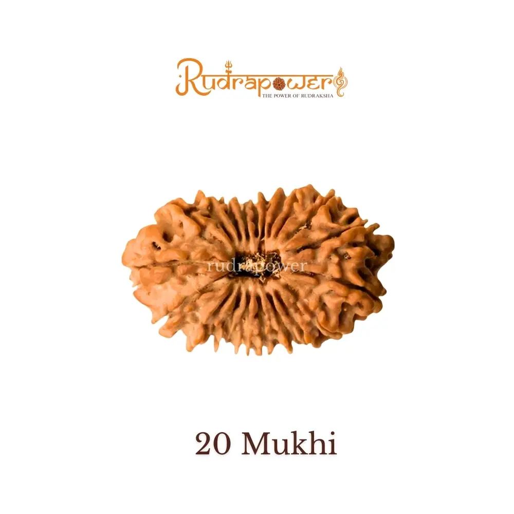 20 Mukhi Rudraksha